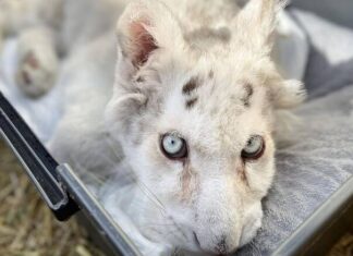 Ομοσπονδία ζωοφιλικών σωματείων Ελλάδος: Ζώα, παράνομο κέρδος και κρατική απουσία
