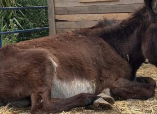 Πρόστιμο 30.000 ευρώ στον 75χρονο για τον θάνατο του γαϊδουριού στο Κορωπί