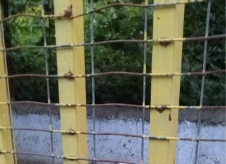 Save a life by D: Ο Καίσαρας σώθηκε ενώ βρέθηκε αποστεωμένος όπως η Νίκη… Ψάχνει το παντοτινό του σπίτι