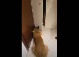 Θεσσαλονίκη: Η στιγμή που αστυνομικός σκύλος «ξετρυπώνει» κιλά κοκαΐνης