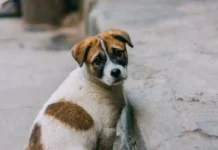 Η Ευρωπαϊκή Επιτροπή ανοίγει φάκελο κατά της Ελλάδας – Καταδίκη από το Δικαστήριο της Πάτρας για παράνομη διακίνηση αδέσποτων ζώων