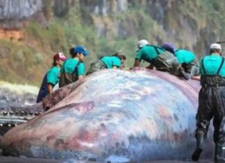 Έκπληκτοι οι επιστήμονες: «Πλωτός χρυσός» αξίας 500.000 ευρώ βρέθηκε στο στομάχι φάλαινας – Τι είναι το άμβρα – Η νομοθεσία