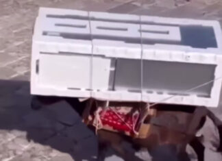 Εικόνες ντροπής: Γαϊδουράκια στην Ύδρα κουβαλάνε μέχρι και ψυγεία