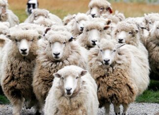 Βόλος: «Τα πρόβατα έφαγαν 300 κιλά κάνναβης, χοροπηδούσαν πιο ψηλά και από τα κατσίκια» λέει αγρότης