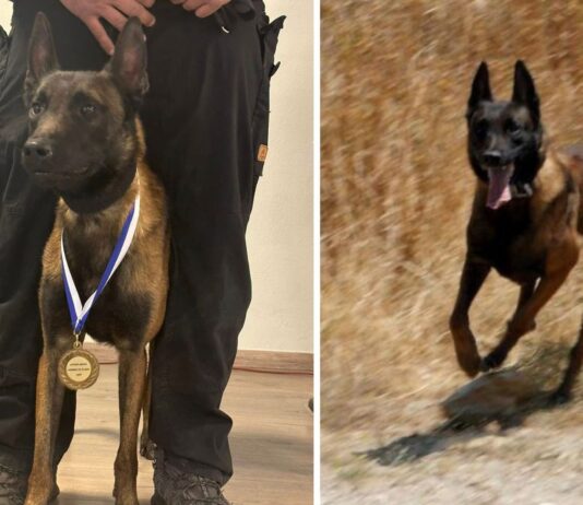 Σκότωσαν τον Echo, τον σκύλο-ήρωα που συμμετείχε σε έρευνες για Τέμπη και δολοφονίες – Υποψίες για δηλητηρίαση