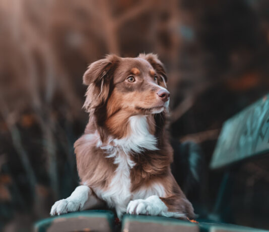 Η Ευρωπαϊκή Επιτροπή ανοίγει φάκελο κατά της Ελλάδας – Καταδίκη από το Δικαστήριο της Πάτρας για παράνομη διακίνηση αδέσποτων ζώων