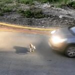Δικογραφία για κακούργημα σε βάρος της 60χρονης που πάτησε το σκυλάκι στη Γαστούνη